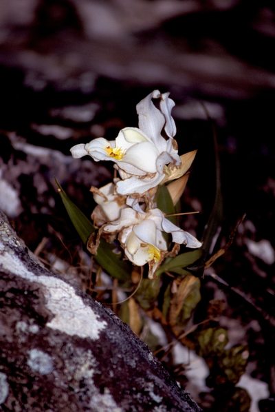 Coelogyne cristata, photographed by desertnaturalist