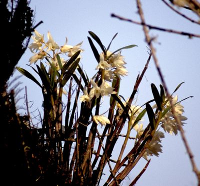 Dendrobium moniliforme, photographed by desertnaturalist