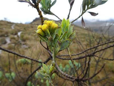 Pentacalia vaccinioides, photographed by Fabien Anthelme