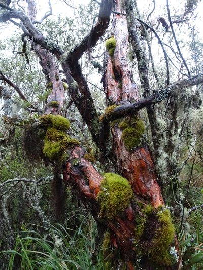 Polylepis quadrijuga, photographed by Fabien Anthelme
