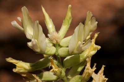 Astragalus giganteus, photographed by Cecelia Alexander