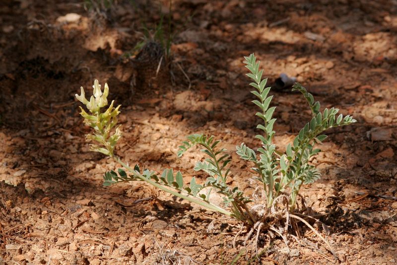 Astragalus giganteus, photographed by Cecelia Alexander