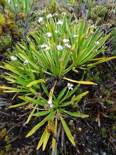 Valeriana bracteata, photographed by Fabien Anthelme