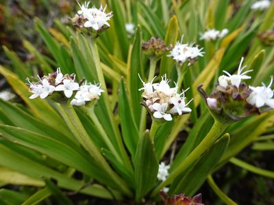 Valeriana bracteata, photographed by Fabien Anthelme