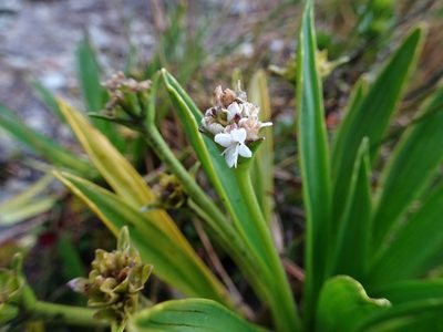 Valeriana bracteata, photographed by Fabien Anthelme