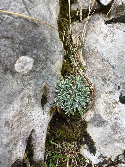 Saxifraga crustata, photographed by kvetoslav_vychuchol