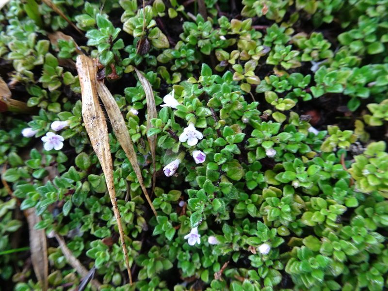 Clinopodium nubigenum, photographed by Fabien Anthelme