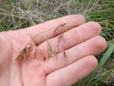 Tridens texanus, photographed by Cleveland Powell