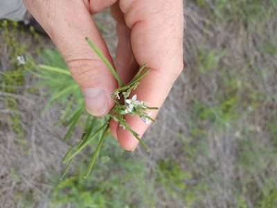 Streptanthus petiolaris, photographed by Cleveland Powell