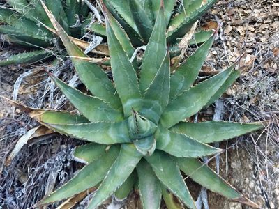 Agave mckelveyana, photographed by CK2AZ