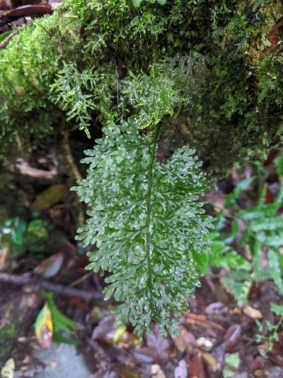 Hymenophyllum badium, photographed by Cheng-Te Hsu