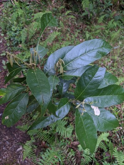 Lithocarpus lepidocarpus, photographed by Cheng-Te Hsu