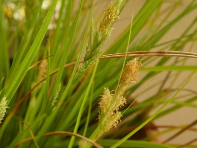 Carex bermudiana, photographed by Alison Copeland