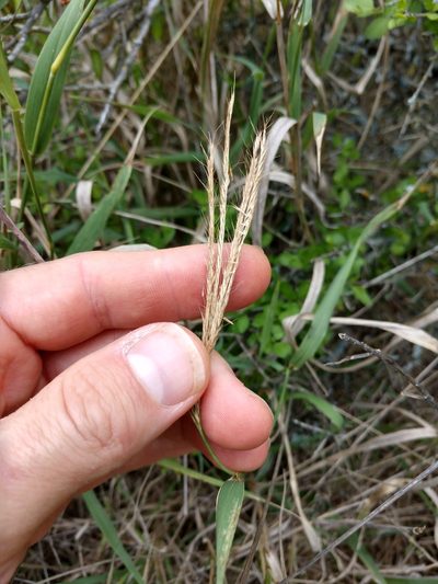 Leptochloa pluriflora, photographed by Cleveland Powell