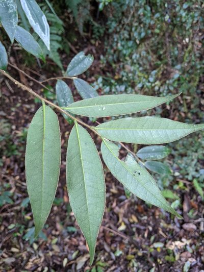 Adinandra lasiostyla, photographed by Cheng-Te Hsu