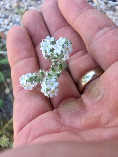 Cryptantha muricata, photographed by CK2AZ