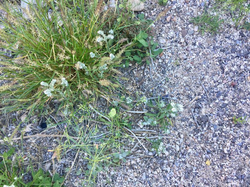 Cryptantha muricata, photographed by CK2AZ