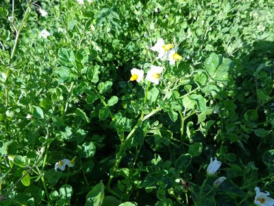 Solanum commersonii, photographed by demianlescano