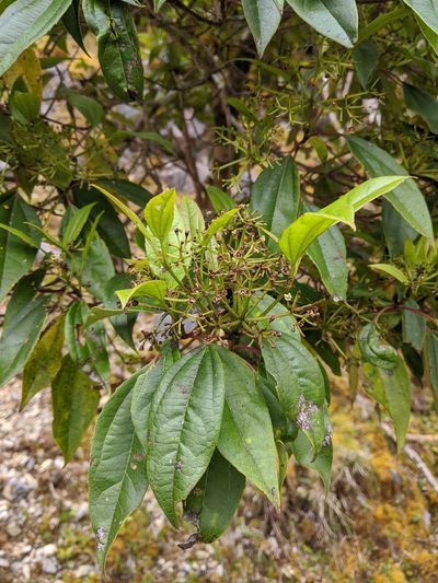 Viburnum propinquum, photographed by Cheng-Te Hsu