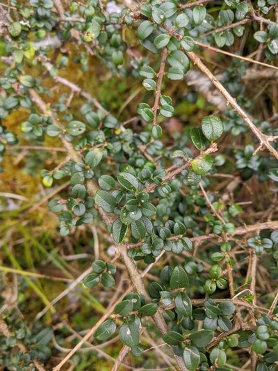 Ligustrum morrisonense, photographed by Cheng-Te Hsu