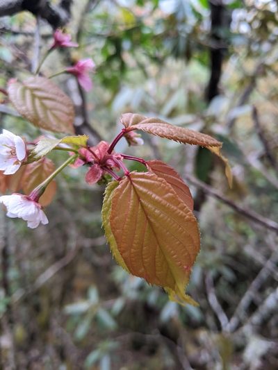Prunus transarisanensis, photographed by Cheng-Te Hsu