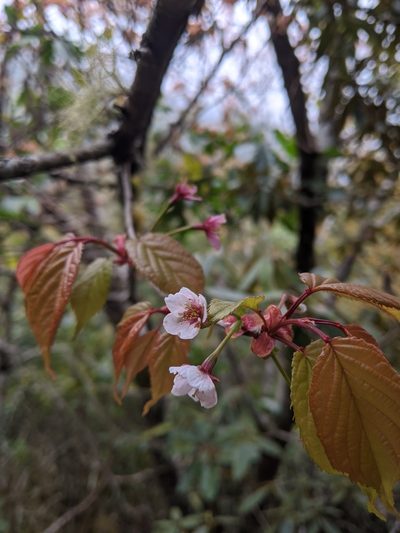 Prunus transarisanensis, photographed by Cheng-Te Hsu