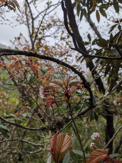 Prunus transarisanensis, photographed by Cheng-Te Hsu