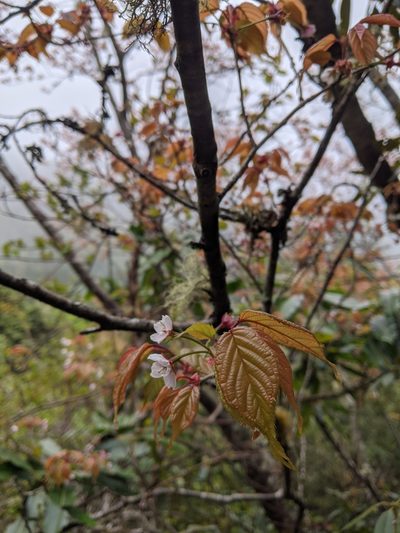 Prunus transarisanensis, photographed by Cheng-Te Hsu