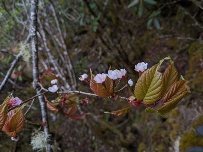 Prunus transarisanensis, photographed by Cheng-Te Hsu