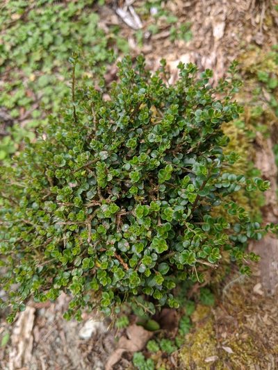Ligustrum morrisonense, photographed by Cheng-Te Hsu