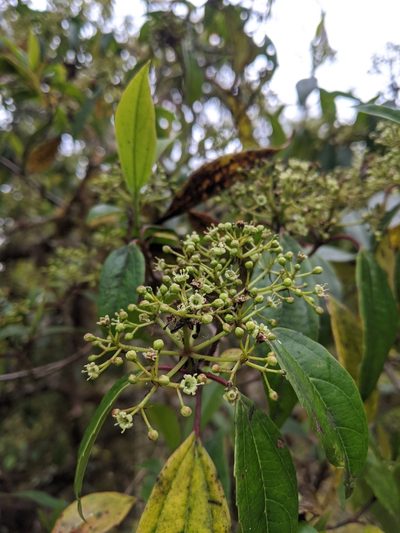 Viburnum propinquum, photographed by Cheng-Te Hsu