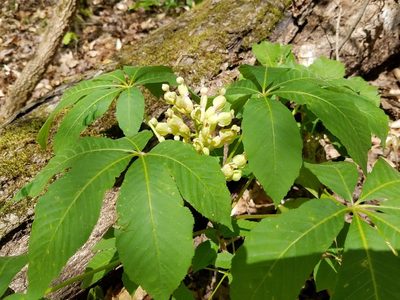 Aesculus sylvatica, photographed by Leila Dasher