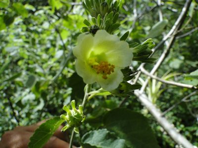 Pavonia chlorantha, photographed by Eugenio Padilla
