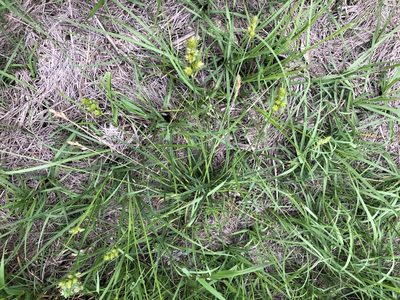 Carex austrina, photographed by John Kees