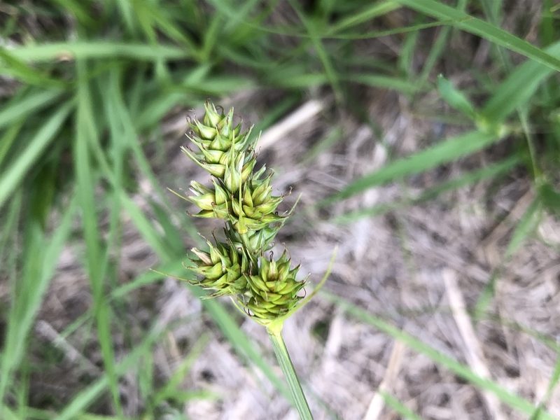 Carex austrina, photographed by John Kees