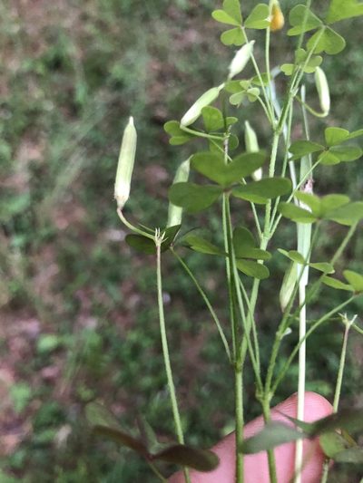 Oxalis florida, photographed by John Kees