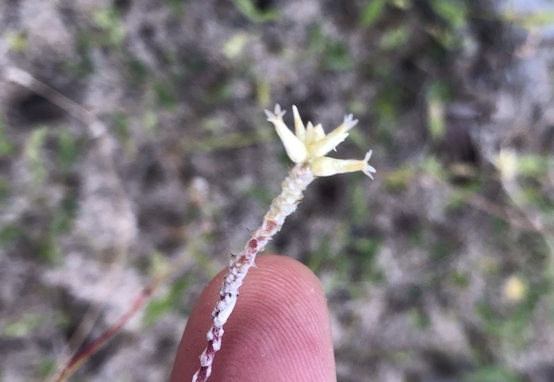 Froelichia humboldtiana, photographed by Tim Hirsch