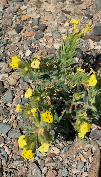 Arnebia coerulea, photographed by desertnaturalist