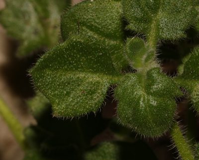 Felicia cymbalariae, photographed by Brian du Preez