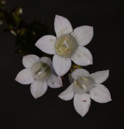 Roella squarrosa, photographed by Brian du Preez