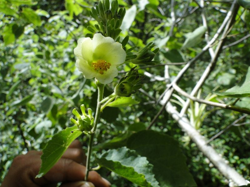 Pavonia chlorantha, photographed by Eugenio Padilla