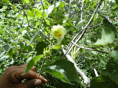 Pavonia chlorantha, photographed by Eugenio Padilla