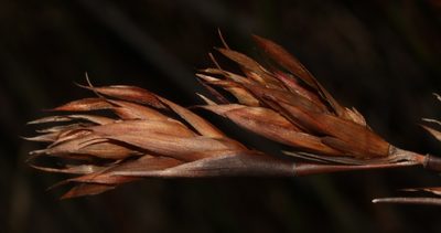 Platycaulos major, photographed by Brian du Preez