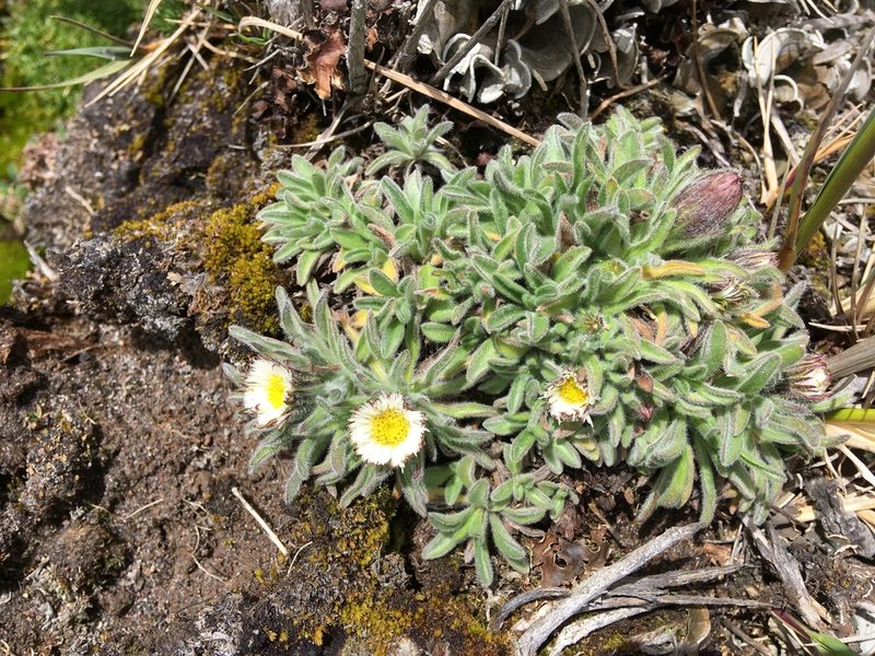 Erigeron chionophilus, photographed by Fabien Anthelme