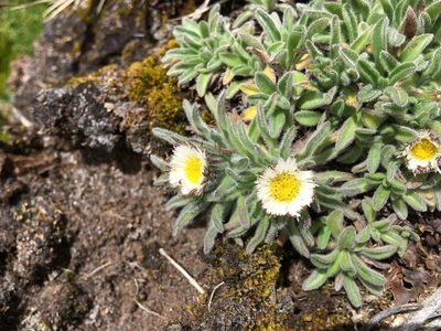 Erigeron chionophilus, photographed by Fabien Anthelme