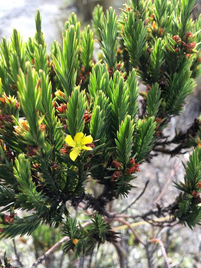 Hypericum lancioides, photographed by Fabien Anthelme