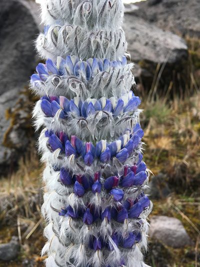 Lupinus alopecuroides, photographed by Fabien Anthelme