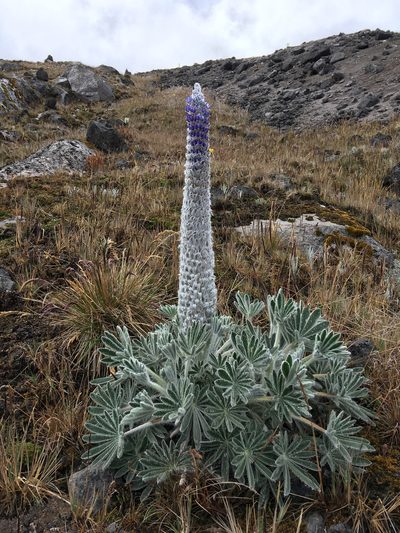 Lupinus alopecuroides, photographed by Fabien Anthelme