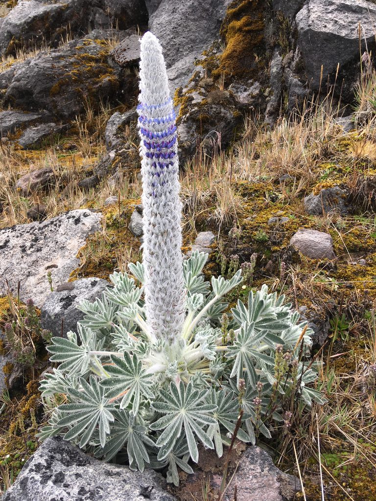 Lupinus alopecuroides, photographed by Fabien Anthelme