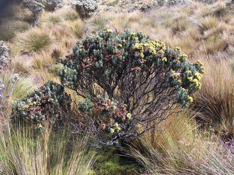 Pentacalia vernicosa, photographed by Fabien Anthelme